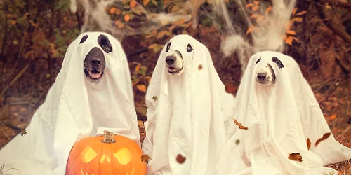👻🎃🕷️ Indoor Snuffeltuin 1 november 👻🎃🕷️ — markt-eten in Culemborg